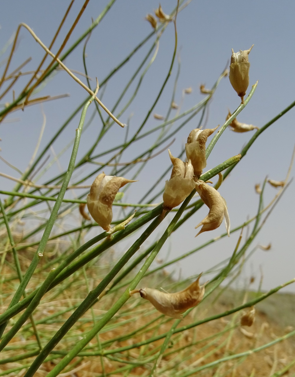 Изображение особи Astragalus amarus.