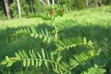 Vicia cassubica