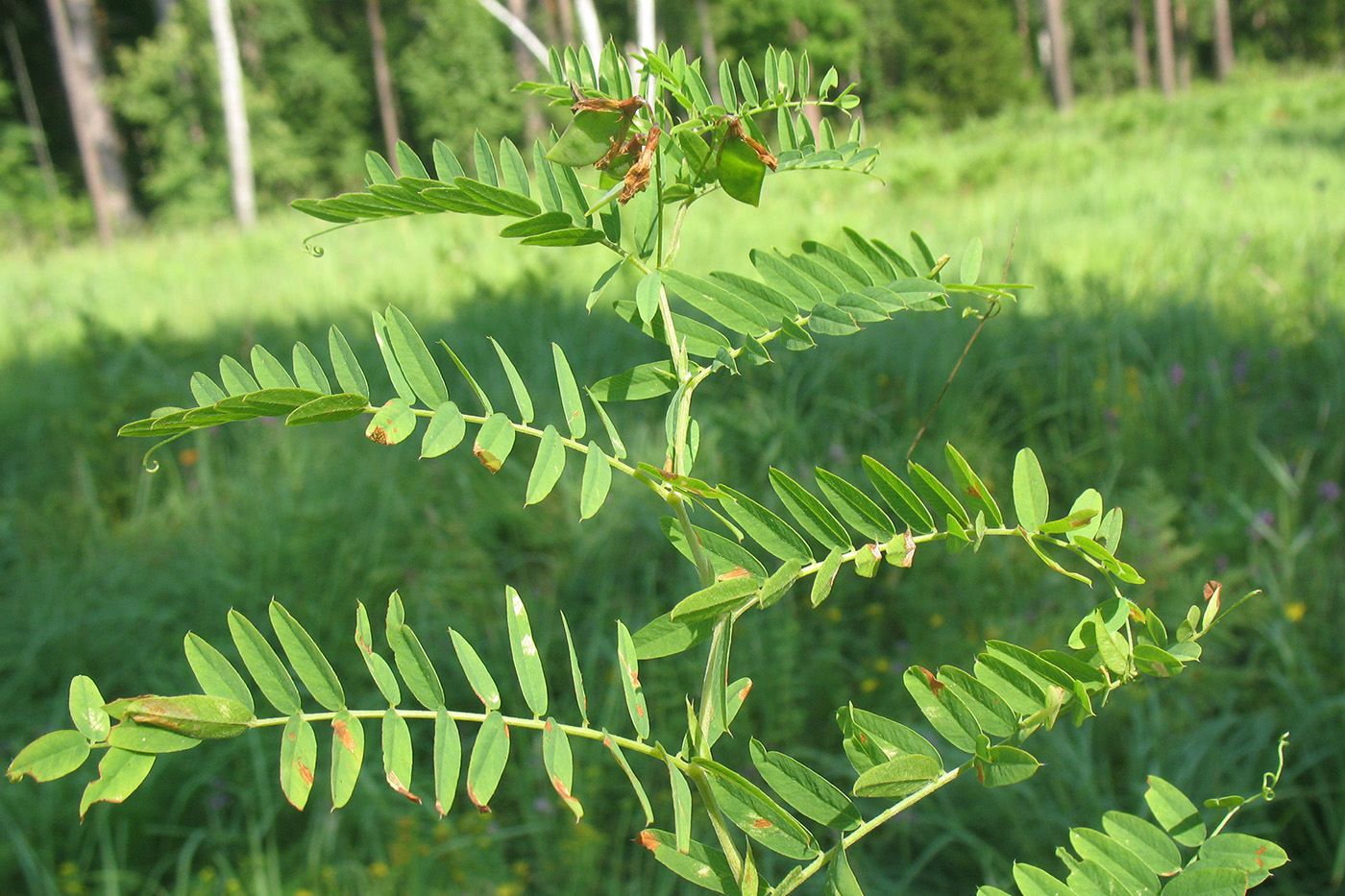 Image of Vicia cassubica specimen.