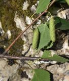 Betula pendula. Фрагмент ветви с соплодием. Республика Ингушетия, Джейрахский р-н, нижнее течение р. Гулойхи, высота 1160 м н.у.м., берег старицы. 20 июня 2022 г.