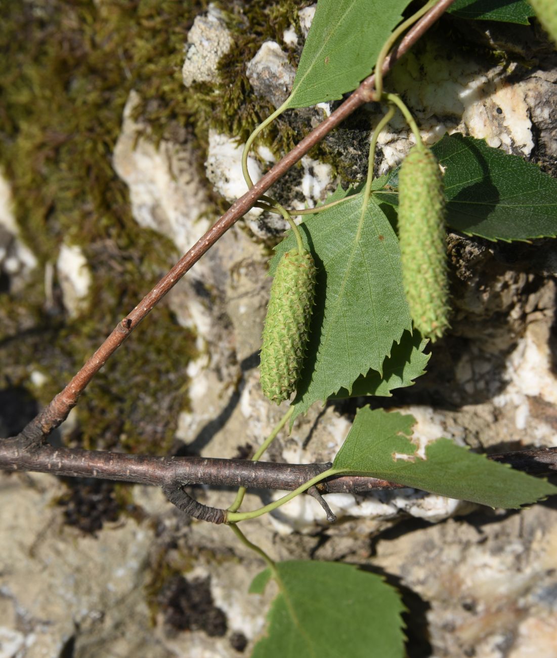 Image of Betula pendula specimen.