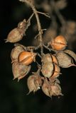 Paulownia tomentosa. Соплодие с раскрывшимися плодами. Республика Абхазия, р. Кяласур. 23.08.2009.