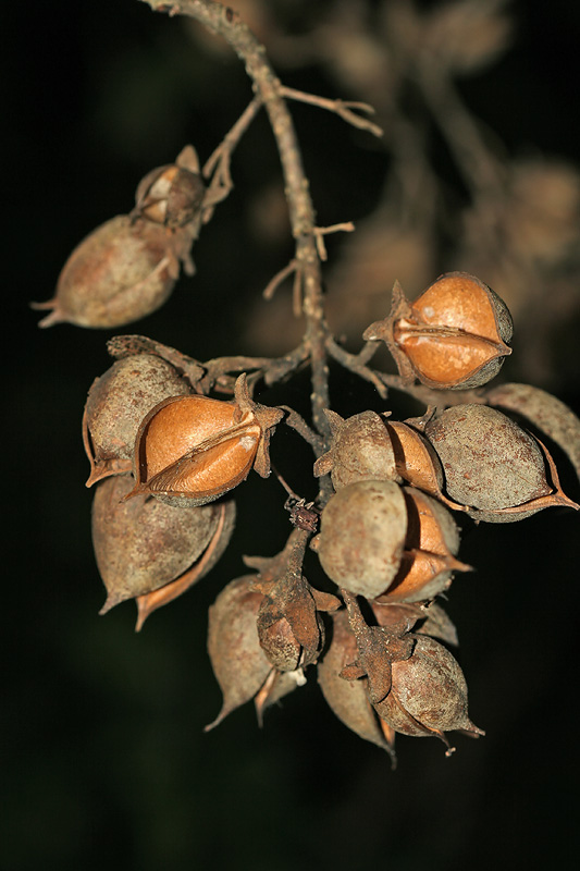 Image of Paulownia tomentosa specimen.