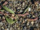 Persicaria lapathifolia. Верхушка цветущего побега. Ханты-Мансийский автономный округ — Югра, Октябрьский р-н, сельское поселение Курымкары, окр. пос. Горнореченск, правый берег р. Обь. 03.09.2022.