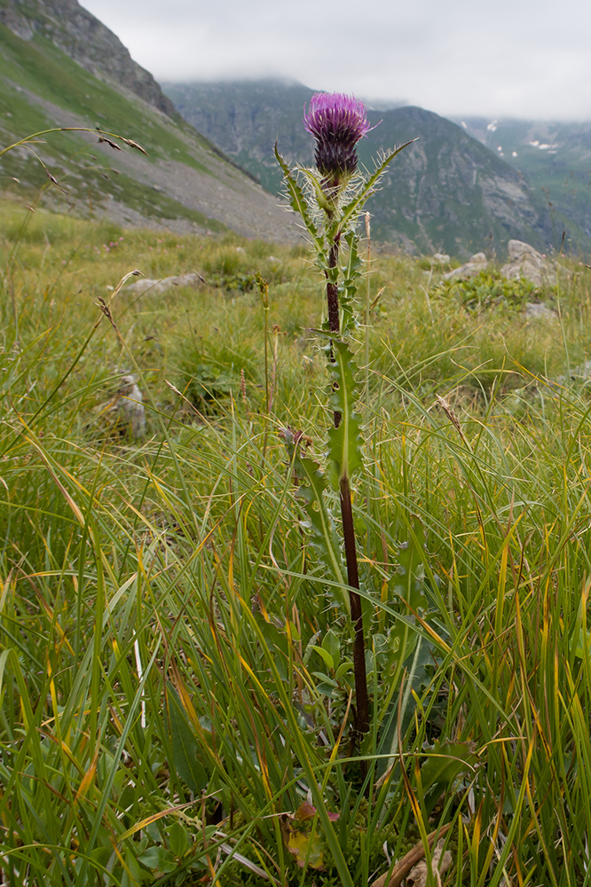 Image of Cirsium simplex specimen.