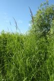 Calamagrostis canescens