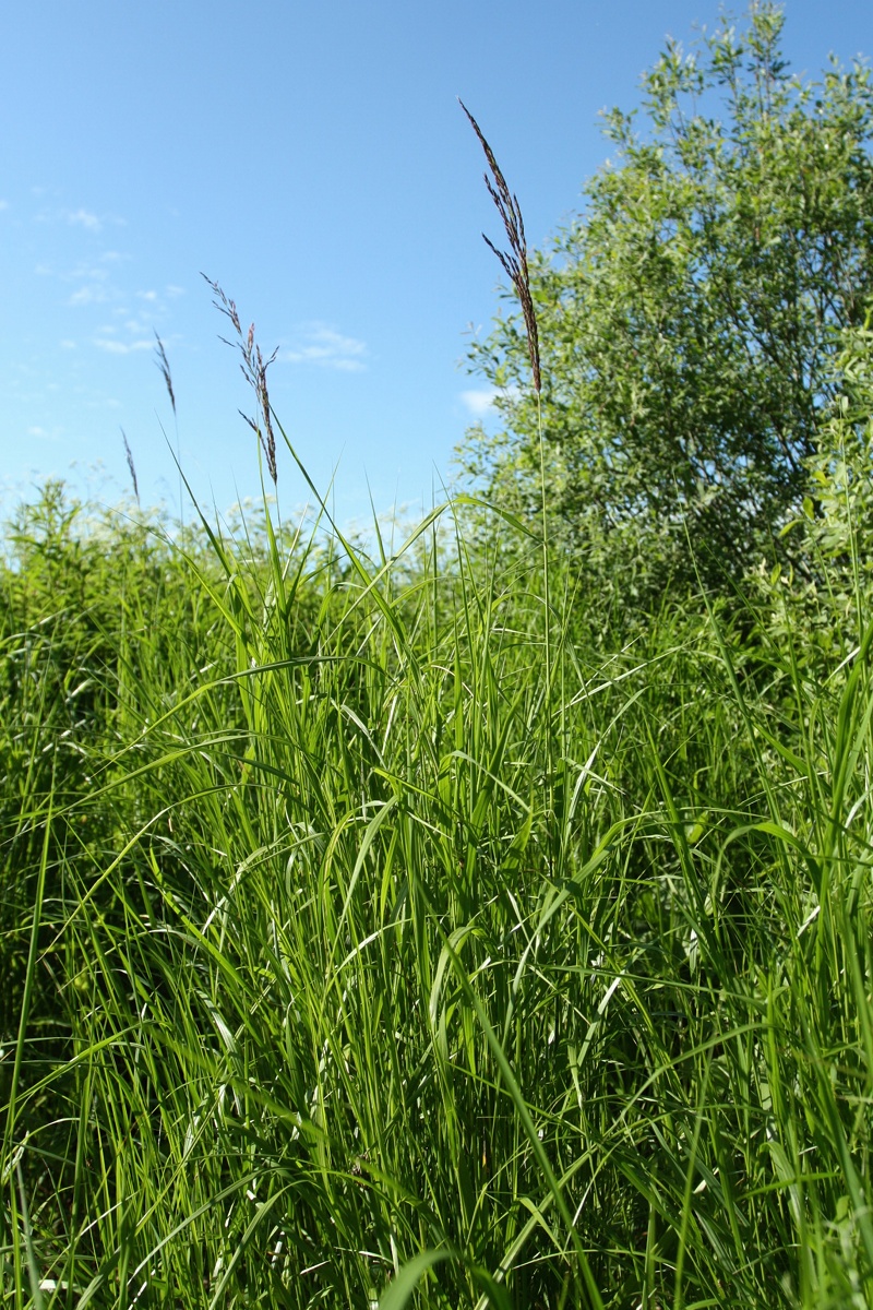 Изображение особи Calamagrostis canescens.