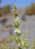 Salsola paulsenii