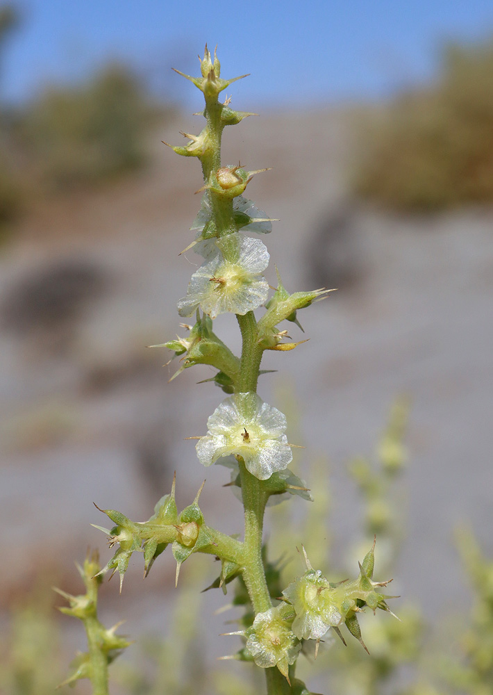 Image of Salsola paulsenii specimen.