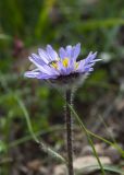 Erigeron thunbergii. Соцветие. Камчатский край, Елизовский р-н, природный парк \"Вулканы Камчатки\", южный участок, кластер \"Налычевский\", подножие вулкана Дзензур, осыпь. 23.08.2022.