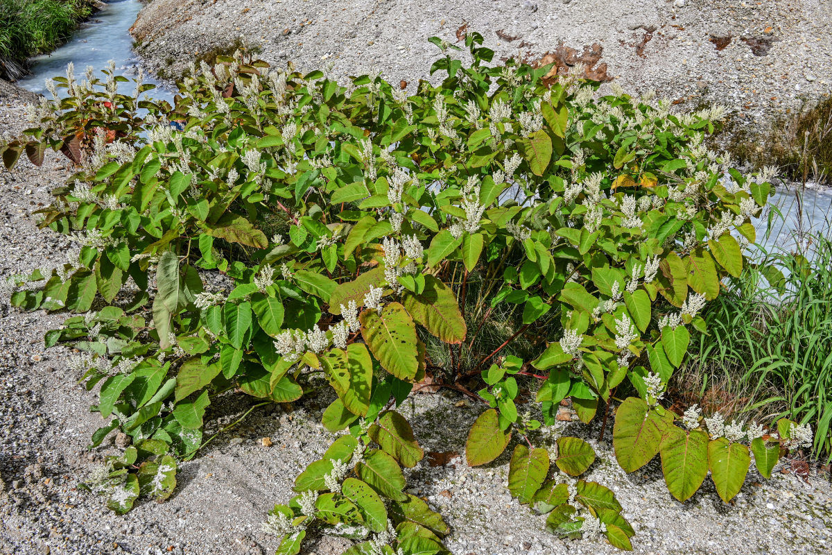 Изображение особи Reynoutria sachalinensis.