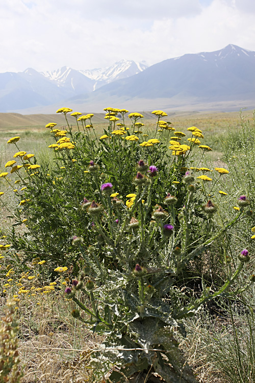 Image of Achillea filipendulina specimen.