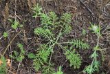 Achillea nobilis