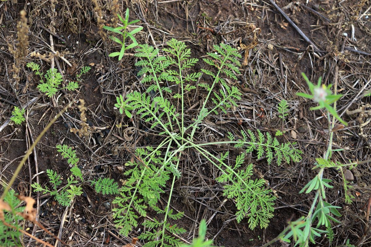 Image of Achillea nobilis specimen.