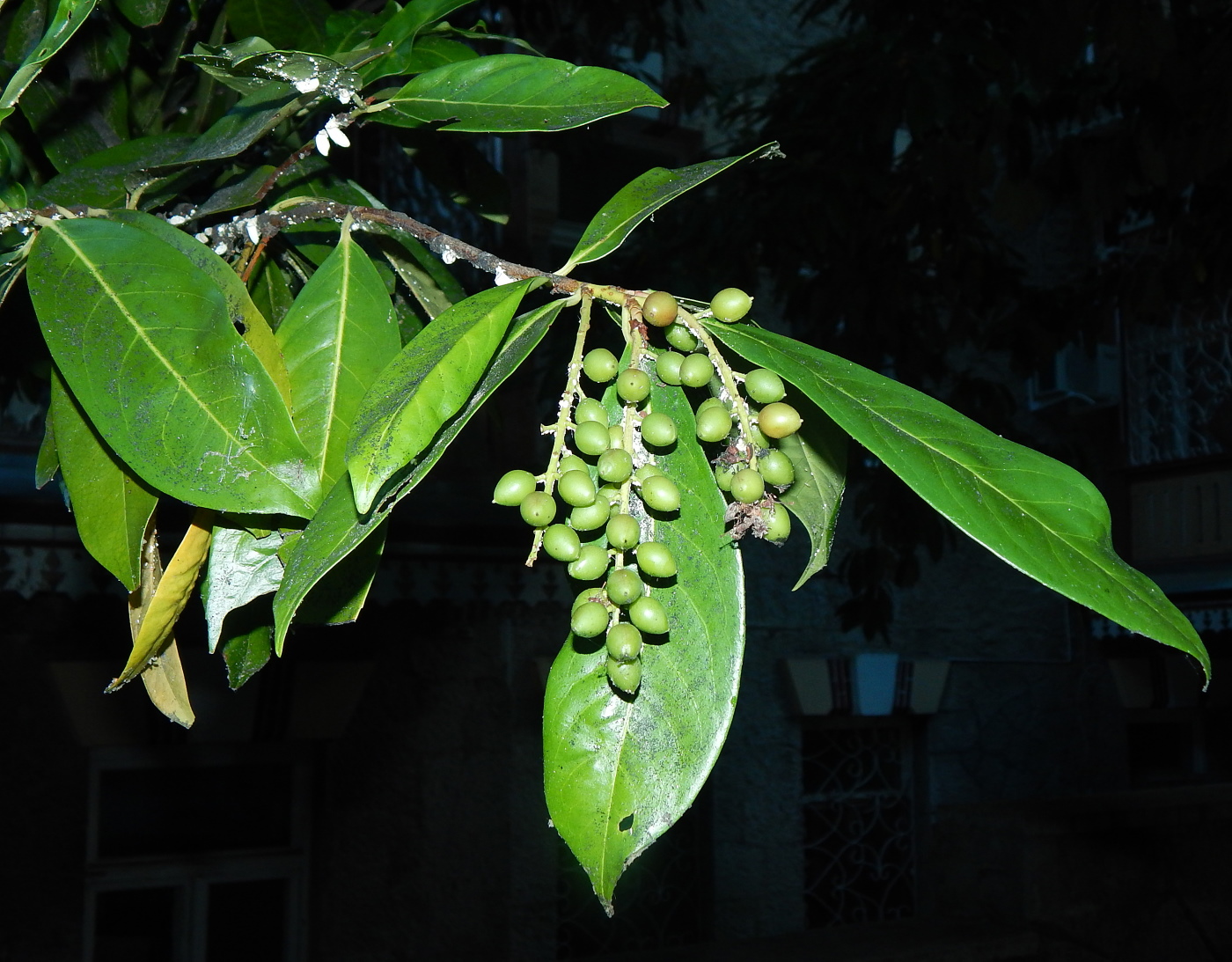 Image of Lauro-cerasus officinalis specimen.