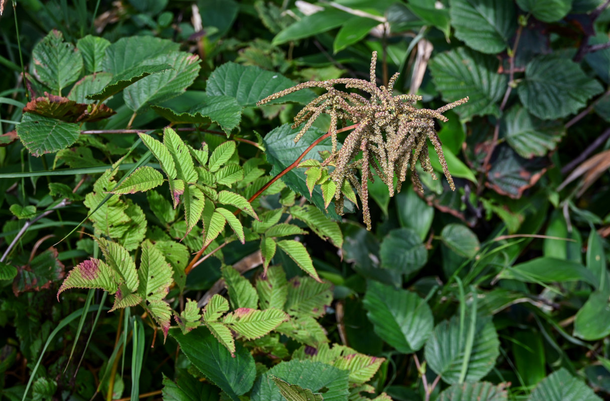 Image of Aruncus dioicus specimen.