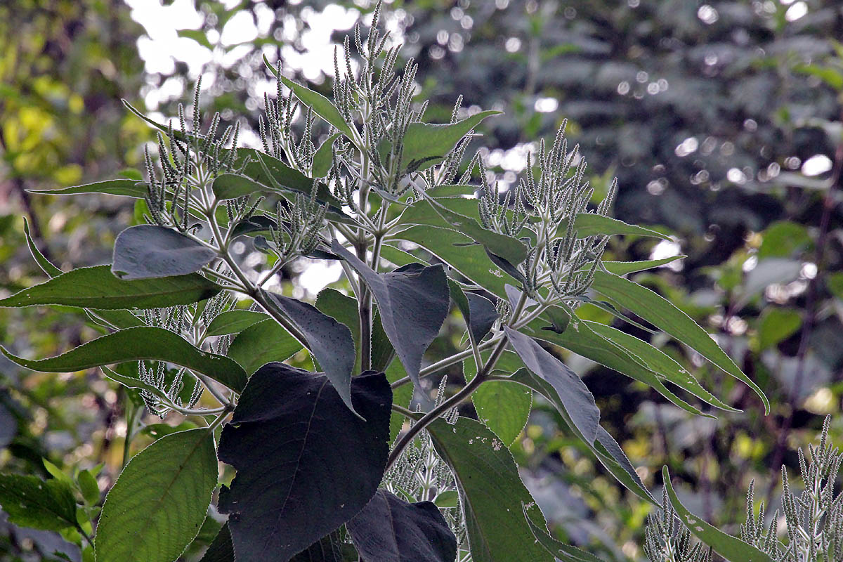 Изображение особи Colebrookea oppositifolia.