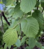 Corylus avellana. Листья. Владимирская обл., окр. г. Александров, сосновый бор, подлесок. 10.06.2022.