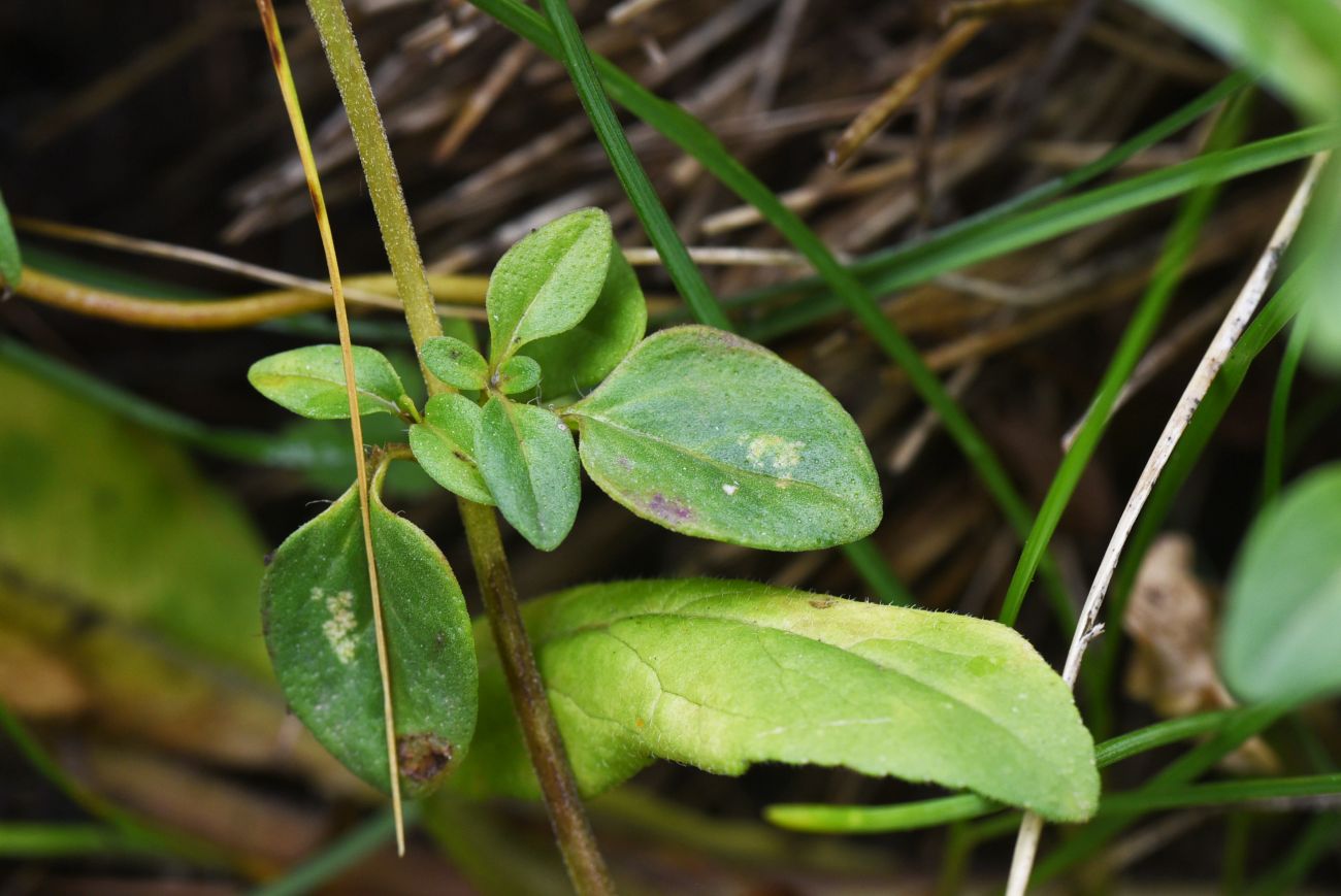 Изображение особи род Thymus.