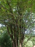 Ulmus japonica. Центральная часть крон группы средневозрастных деревьев. Приморский край, Лазовский р-н, Лазовский заповедник, кордон Карпадь. 19.08.2009.