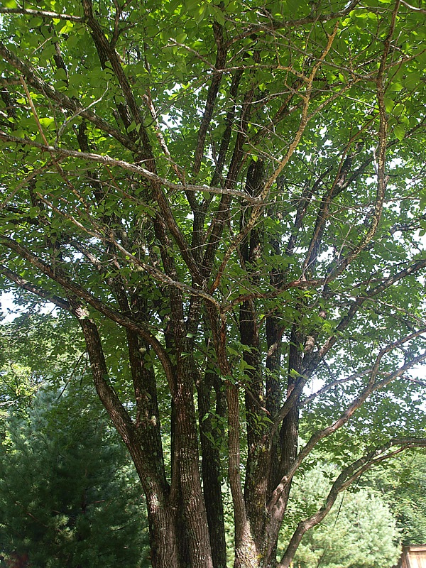 Image of Ulmus japonica specimen.