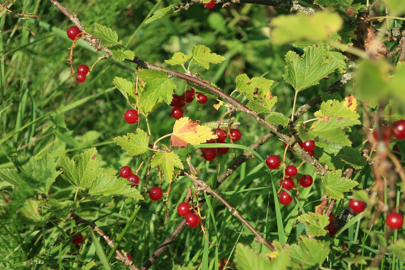 Изображение особи Ribes rubrum.