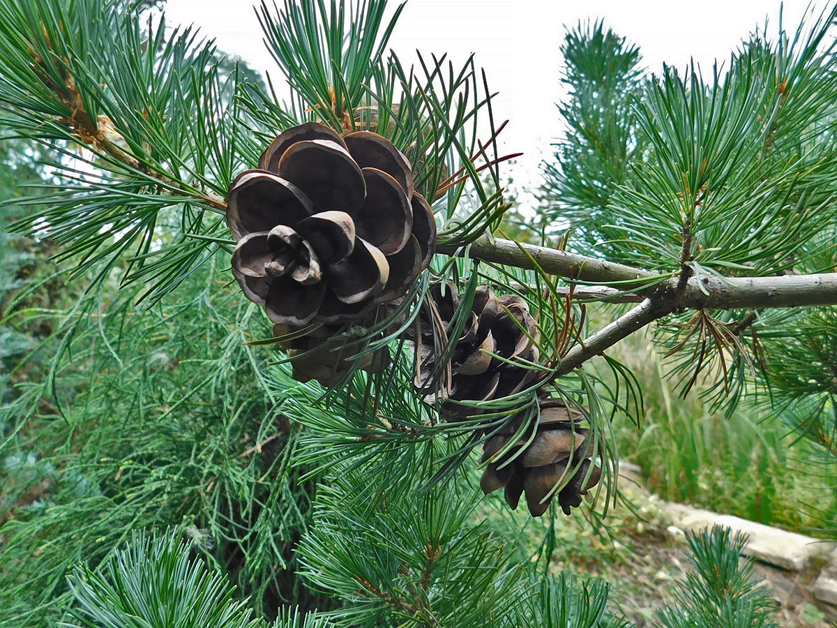 Image of Pinus parviflora specimen.