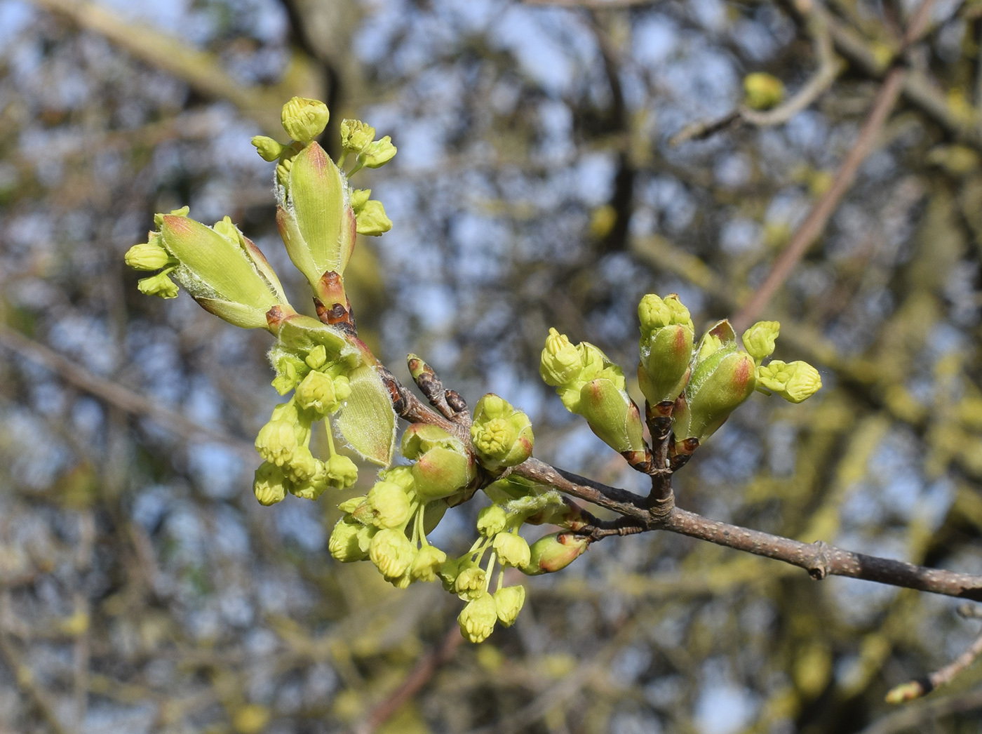 Image of Acer opalus specimen.