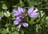 Polygala calcarea. Соцветие с цветками и бутонами. Испания, автономное сообщество Каталония, провинция Жирона, комарка Рипольес, муниципалитет Мольо, окр. перевала Коль-де-Арес (1513 м н.у.м), склон западной экспозиции, высокотравное сообщество на опушке смешанного леса. 08.06.2021.