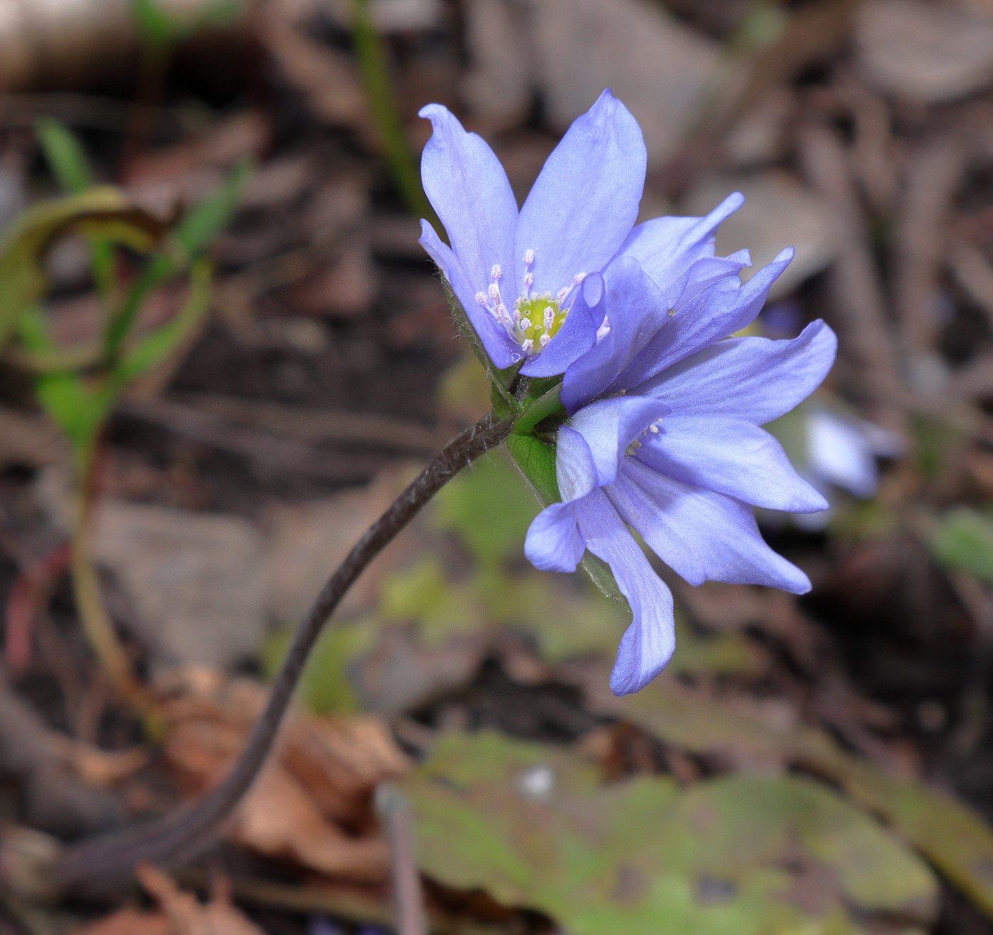 Image of Hepatica nobilis specimen.