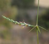 Crucianella imbricata