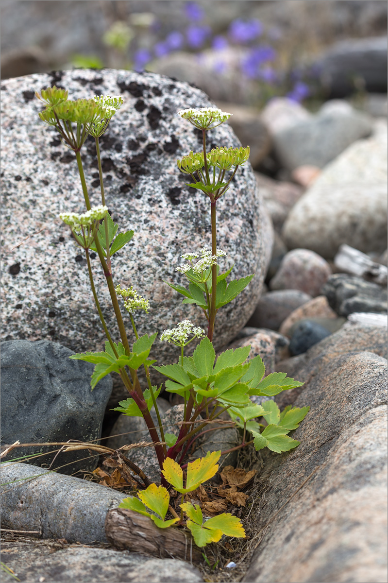 Image of Ligusticum scoticum specimen.