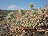 Echinops fastigiatus. Зацветающее растение. Казахстан, Западный Тянь-Шань, Киргизский хр., ущ. Кара-Арча, ≈ 1080 м н.у.м., каменистый склон южной экспозиции. 10 июня 2023 г.