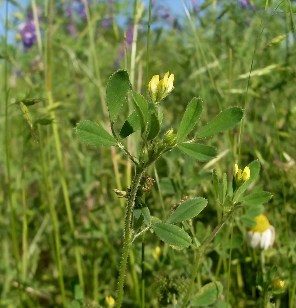 Image of Medicago minima specimen.