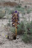 Orobanche amoena. Цветущее растение. Таджикистан, Согдийская обл., горы Окбель, лёссовый склон. 7 мая 2023 г.