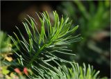 Euphorbia cyparissias