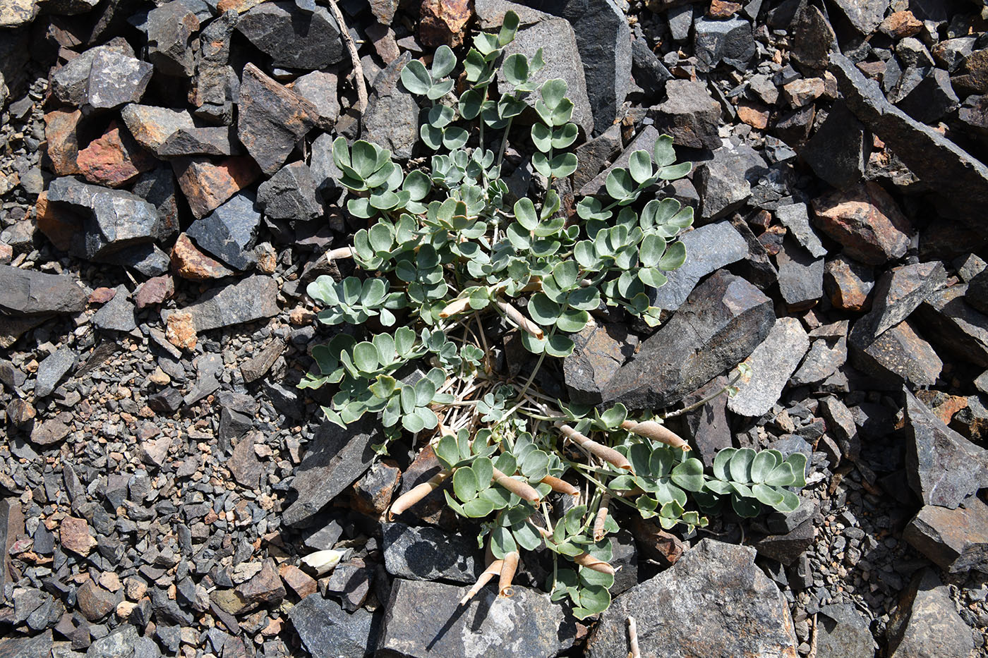 Image of Chesneya dshungarica specimen.