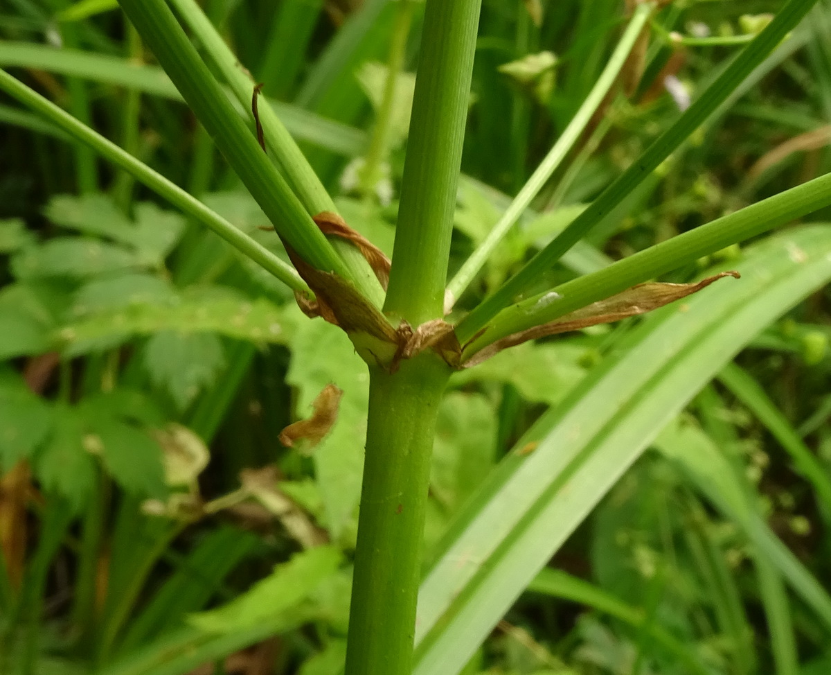 Image of Alisma plantago-aquatica specimen.