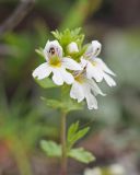 Euphrasia petiolaris