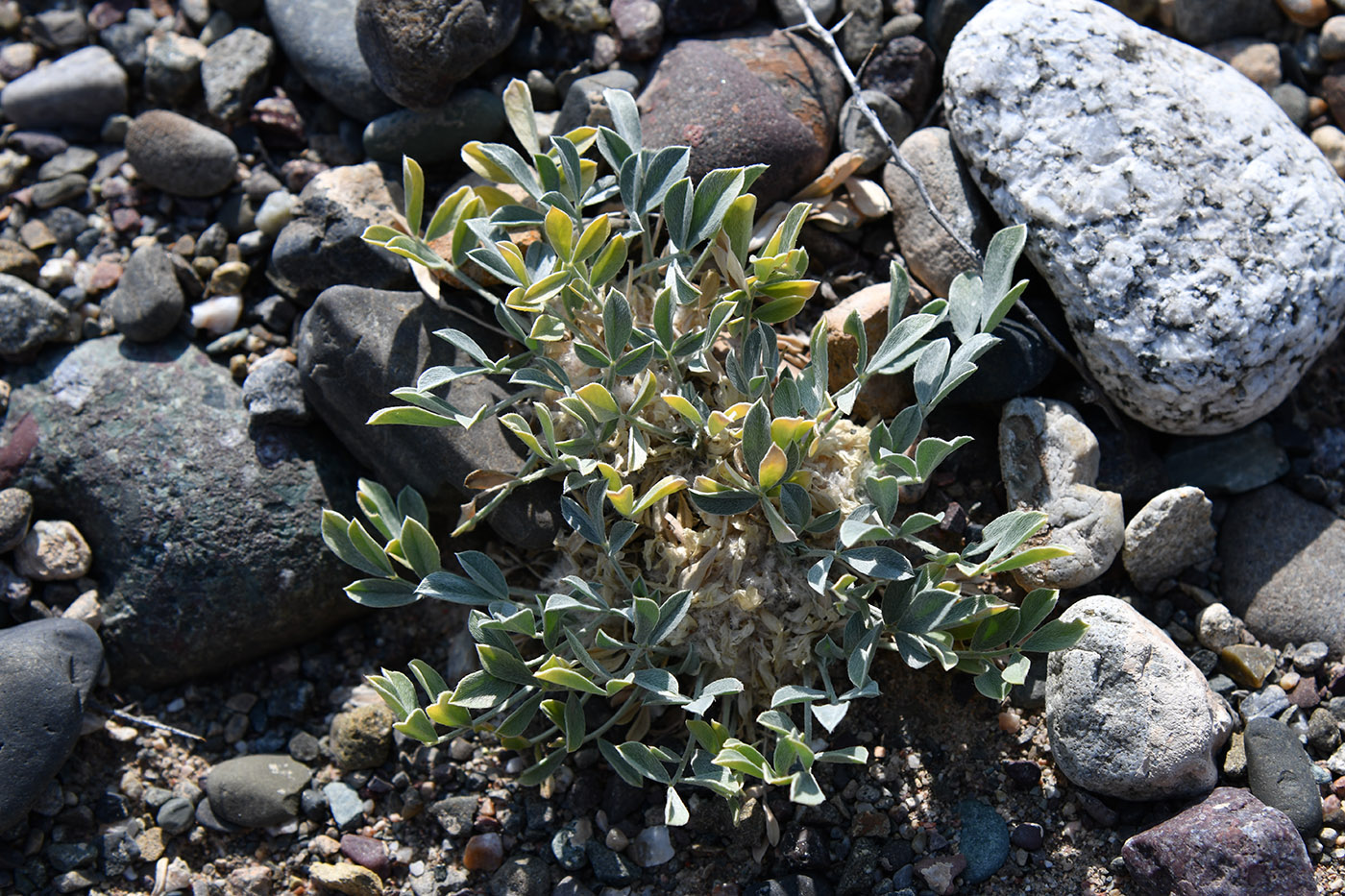 Изображение особи Astragalus borodinii.