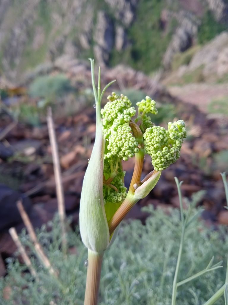 Image of Ferula tschimganica specimen.