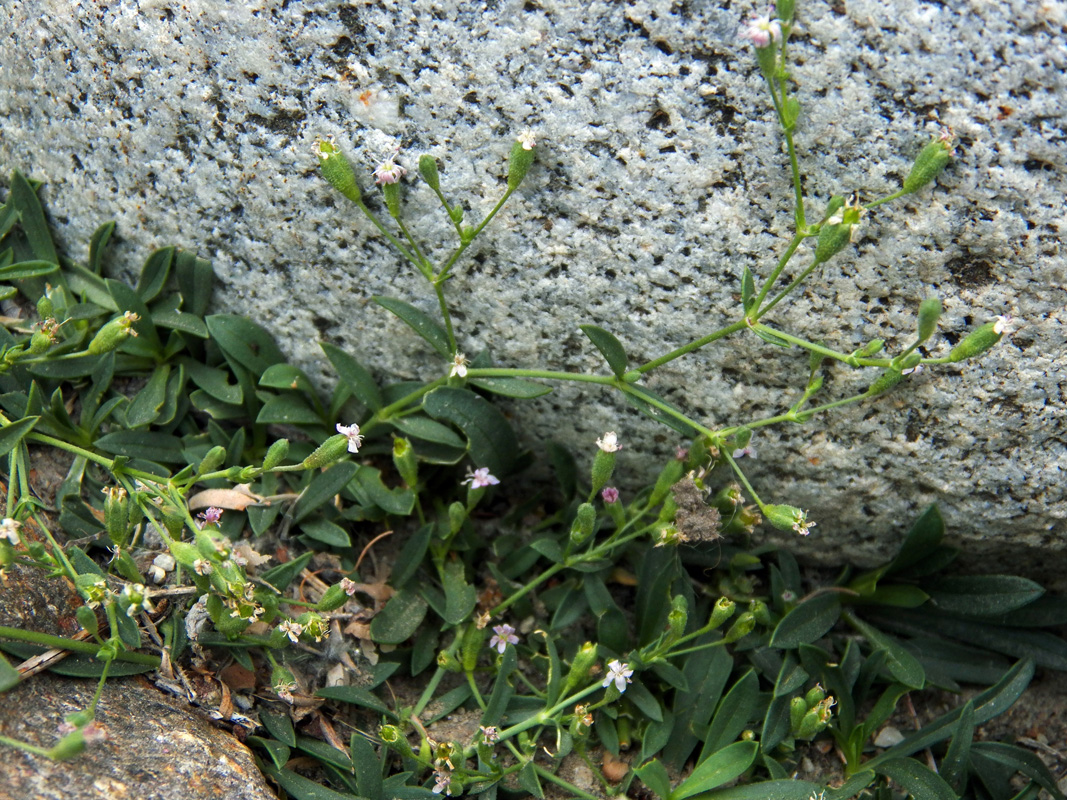 Изображение особи Saponaria griffithiana.