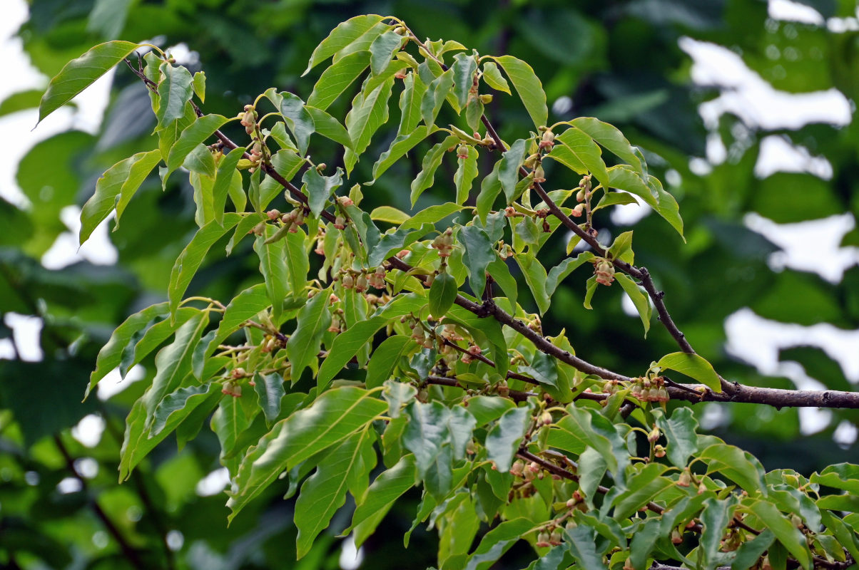 Image of Diospyros lotus specimen.