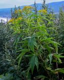 Senecio cannabifolius. Верхушка цветущего растения. Сахалин, гор. округ Долинский, окр. с. Взморье, луговой склон с Artemisia. 12.08.2023.