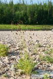 Sanguisorba officinalis. Цветущее растение на галечнике. Республика Саха (Якутия), Хангаласский улус, левый берег р. Сиинэ (Синяя) выше устья р. Сылбах. 28.07.2023.