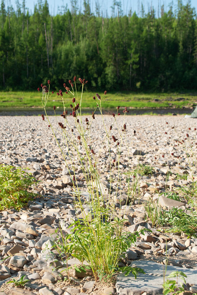 Изображение особи Sanguisorba officinalis.