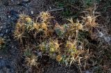 Carlina brachylepis