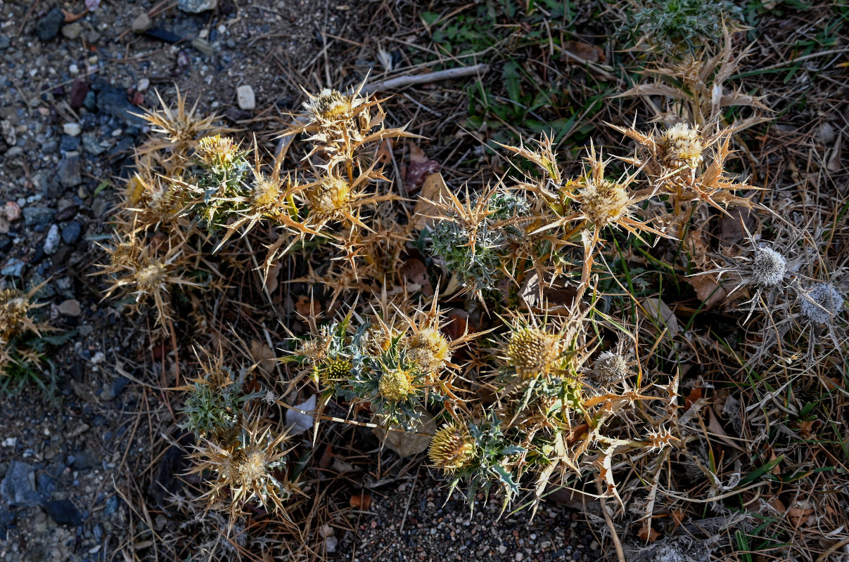 Изображение особи Carlina brachylepis.