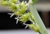 Cenchrus echinatus. Часть соцветия и влагалище присоцветного листа. Таиланд, Бангкок, Донмыанг, жилой квартал, заросший газон. 11.09.2023.