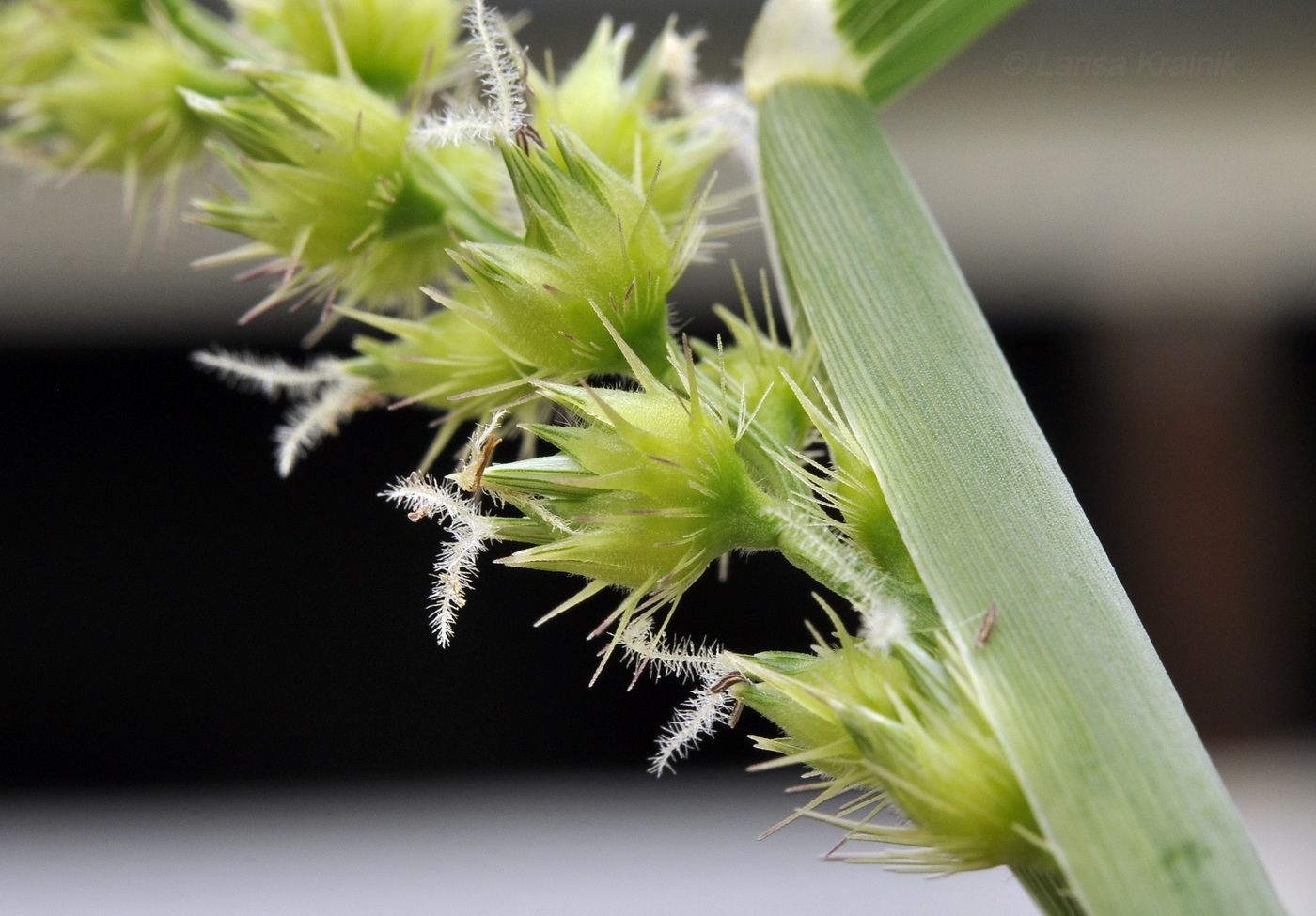 Image of Cenchrus echinatus specimen.